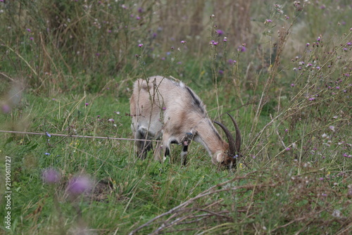 Obraz na płótnie Gray horned goat grazing on a green meadow and eating fresh grass