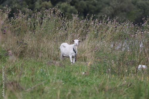 Quadro su tela White goat grazing on a meadow while watching the camera with an attentive expre