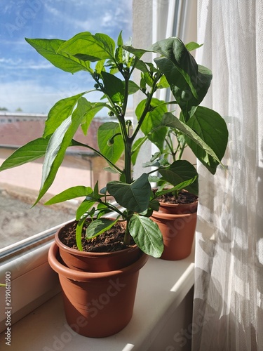 Принти на полотні First Sweet Pepper Fruit Growing in a Pot Indoors