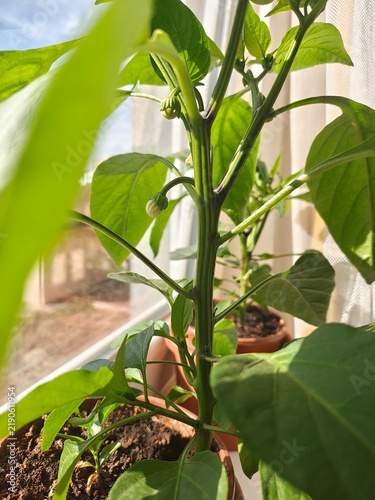 Fotografie Young paprika pepper seedling growing in a pot on a sunny windowsill
