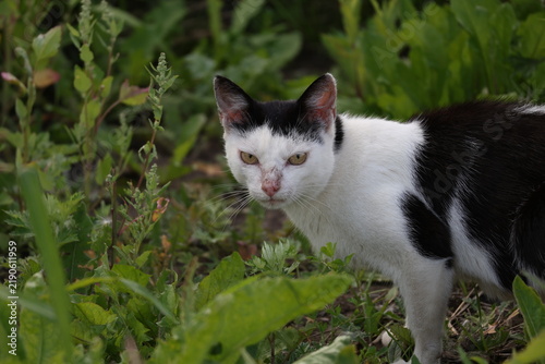 фотографія Black and white cat giving an intense hostile look with narrowed eyes