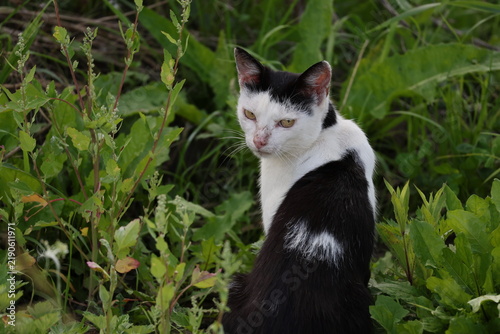 Foto Black and white cat watching with a stern expressive gaze and an angry expressio