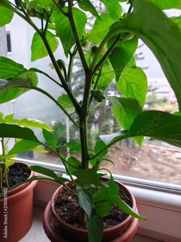 Canvastavla Small young sweet pepper growing on a homegrown plant in a flower pot