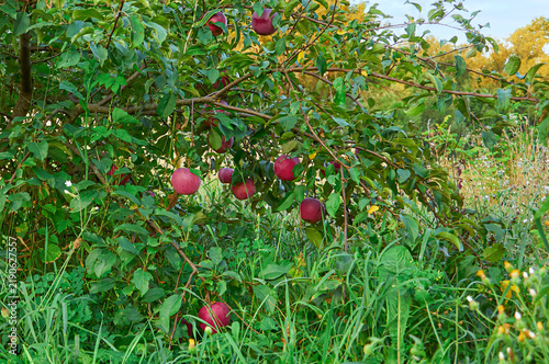 Obraz na płótnie Ripe red apples growing on lush green tree branches during the autumn harvest se