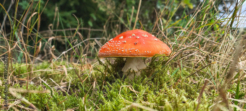 Foto Red fly agaric mushroom growing in green moss in autumn forest