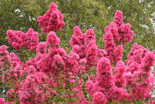 Bright pink Tuscarora Crape Myrtle in flower.