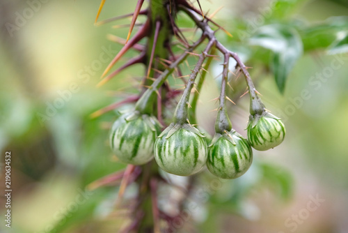 The fruit of Solanum atropurpureum, also known as purple devil, malevolence, and potato vine.