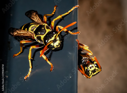 Bild auf Leinwand Extreme macro close-up of a European paper wasp (Polistes dominula) or yellowjacket perched on a dark edge, holding a clear water droplet or nectar bubble in its mandibles