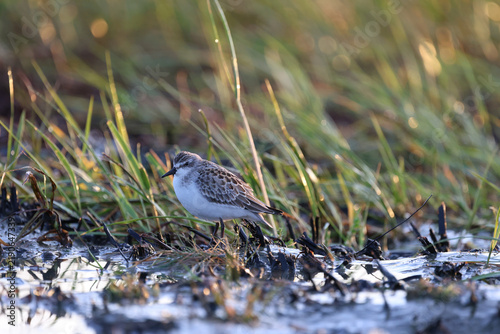 Bécasseau semipalmé sur le bord du fleuve, Calidris pusilla, Québec, Canada.	