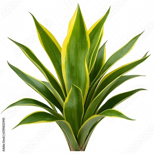 Premium Snake Plant Isolated on Transparent Background