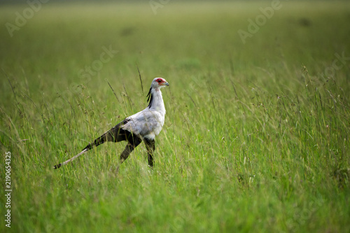 Secretarybird walking through grassland in Masai Mara, Kenya