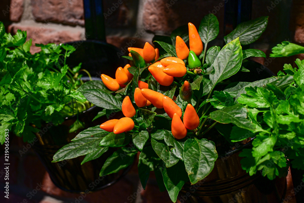 Obraz premium orange chili pepper plant with lush green leaves growing indoors in hanging pot with natural light