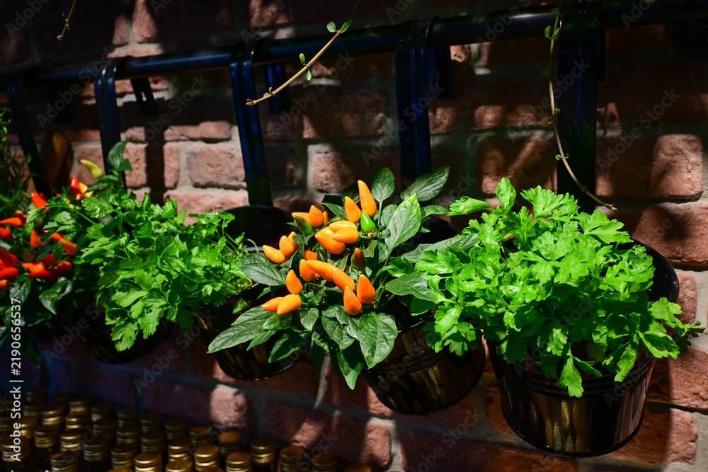 Obraz premium fresh green herbs and orange chili peppers growing in hanging pots on brick wall in garden kitchen