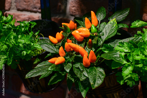 orange chili pepper plant with lush green leaves growing indoors in hanging pot with natural light