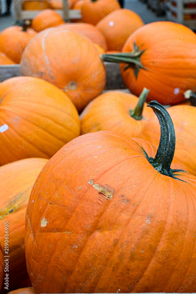 Obraz premium orange pumpkins stacked together in a market for autumn and halloween celebration