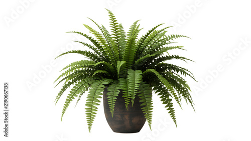 Lush green boston fern in a dark grey ceramic pot isolated on a white background, for interior decoration