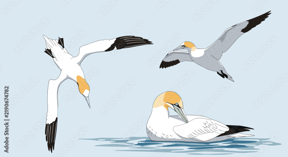 Obraz premium Northern gannet seabirds in different poses including diving, flying, and floating on water on a light blue backdrop.