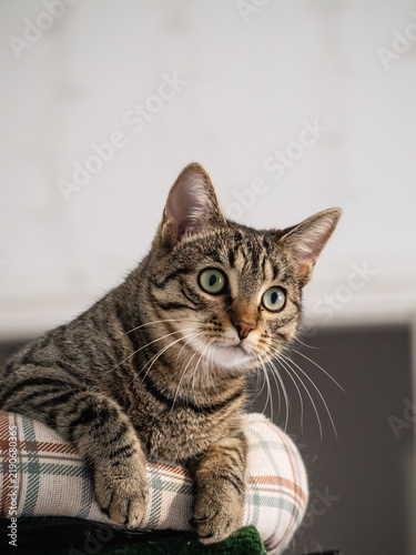 Foto A tabby cat is lying on its bed, glancing off-camera