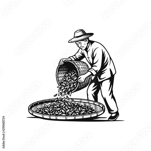 Traditional farmer harvesting tea leaves by hand pouring from a basket into a tray illustration