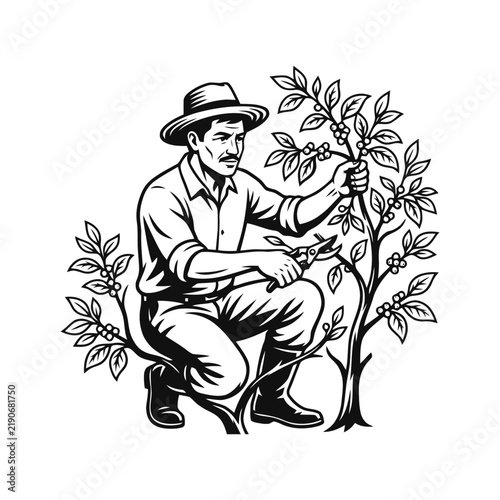Coffee Farmer Pruning Crop Bush with Shears Vintage Engraving Illustration Vector