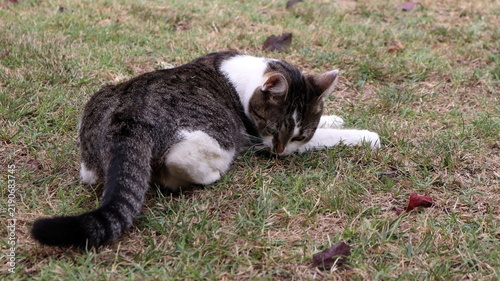 Gatto 