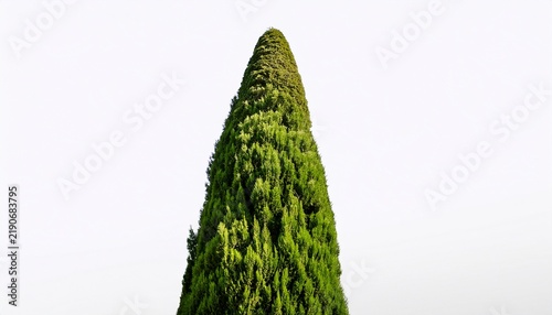 a tall cypress tree with a narrow profile and densely packed green leaves isolated on a white background