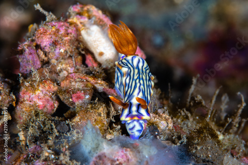 Fotografie Nudibranch crawling downward across a diverse marine reef substrate at Lembeh St