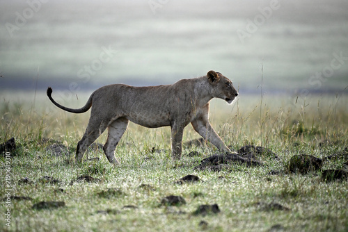 Lioness walking through wet African grassland after rain