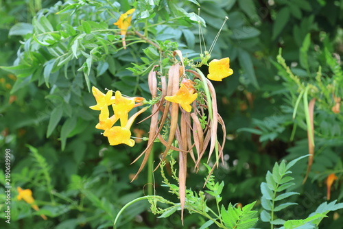 Flowering bush with yellow flowers and green leaves in the garden