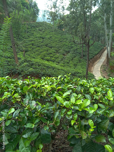 Fotografie Lush green tea plantation landscape in Sri Lanka, Ceylon tea estate hillside vie
