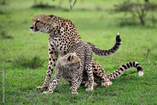 Two cheetahs (Acinonyx jubatus) interacting on open African grassland, showing natural social behaviour in their wild habitat.