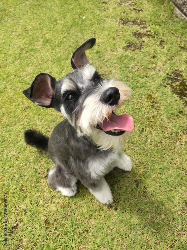Konstfotografi miniature schnauzer