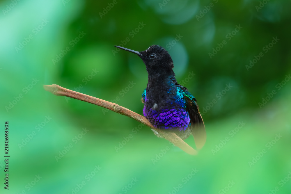 Fototapeta premium A male Velvet-purple Coronet (Boissonneaua jardini) perched on a thin branch, showcasing its velvety black plumage and vibrant iridescent purple-blue chest feathers in the cloud forest of Ecuador.