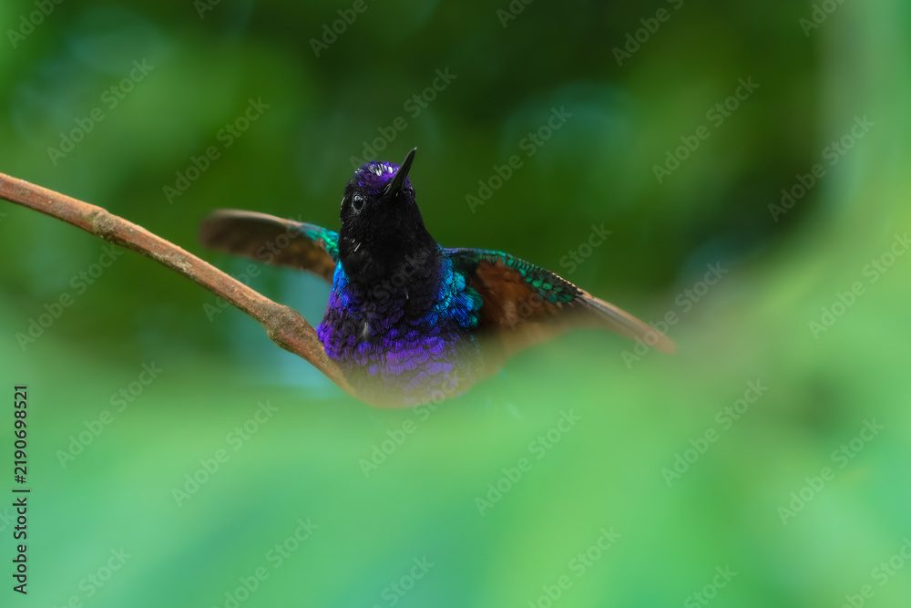 Obraz premium A male Velvet-purple Coronet (Boissonneaua jardini) perched on a thin branch, showcasing its velvety black plumage and vibrant iridescent purple-blue chest feathers in the cloud forest of Ecuador.