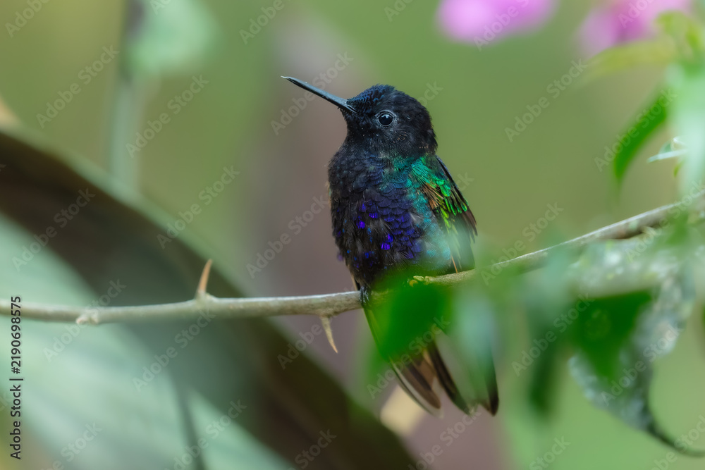 Obraz premium A male Velvet-purple Coronet (Boissonneaua jardini) perched on a thin branch, showcasing its velvety black plumage and vibrant iridescent purple-blue chest feathers in the cloud forest of Ecuador.