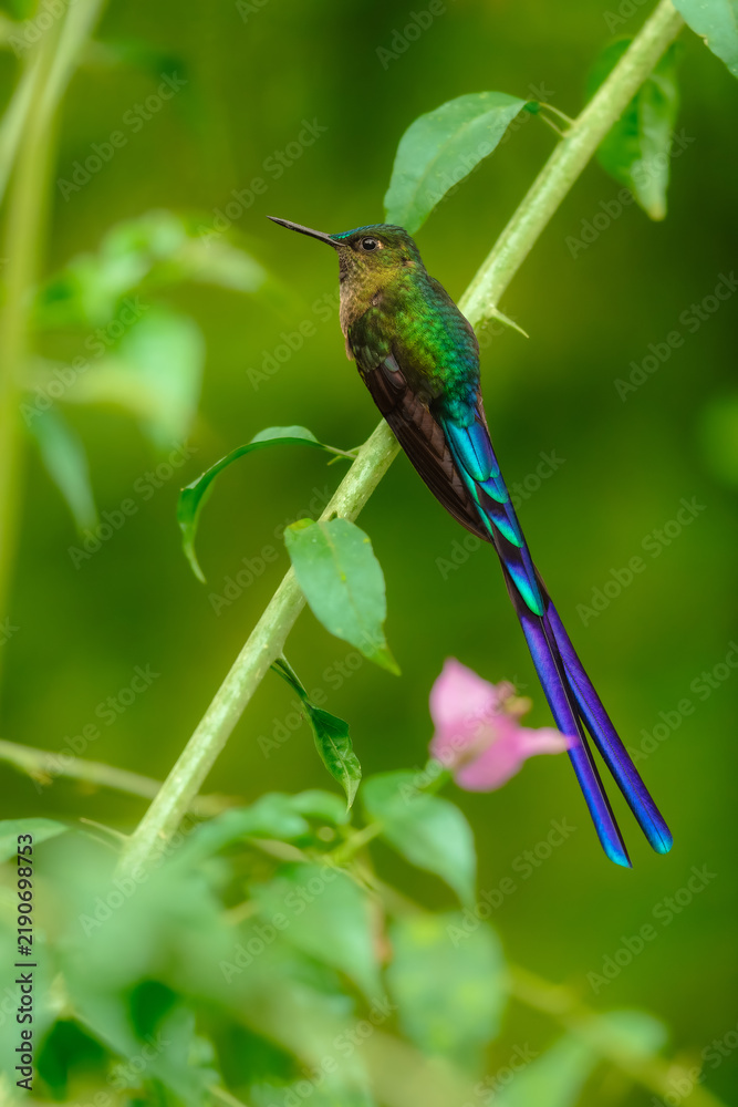 Obraz premium Male Violet-tailed Sylph (Aglaiocercus coelestis), a stunning hummingbird species native to the cloud forests of the western Andes in Ecuador.