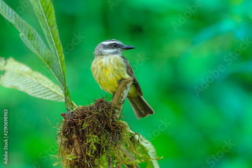 Obraz na płótnie Flycatcher a passerine bird in the tyrant flycatcher family found in tropical and subtropical regions of South America