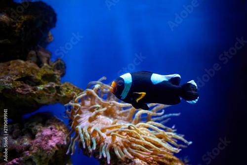 Photography Black clownfish swimming near sea anemone in deep blue aquarium water