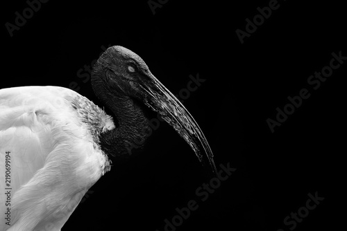 Sacred ibis with white feathers and black bald head on dark background. Wild bird portrait showing long curved beak and textured skin in detail.