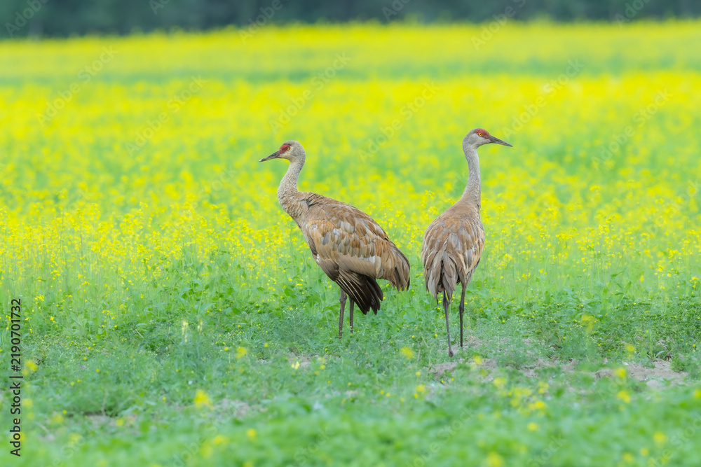 Fototapeta premium A pair of Sandhill Cranes standing in a vibrant green and yellow wildflower field in Alaska.