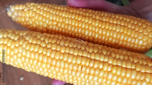 Fresh Yellow Corn on the Cob in Hands, Two Sweet Corn Cobs Close Up