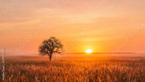 Sun near horizon with thin tree in veiled field