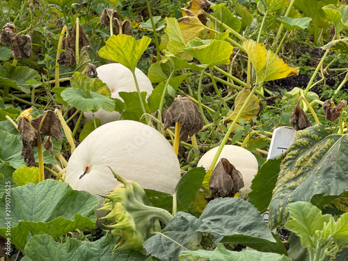Konstfotografi White pumpkins ripen among sprawling green vines and fading foliage in the walled garden at Phoenix Park in Dublin, Ireland