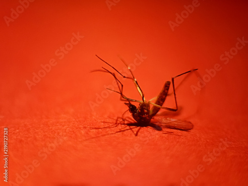 Konstfotografi Dead mosquito lying upside down on red background