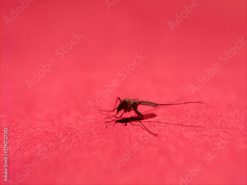 Bild auf Leinwand Mosquito profile with shadow on red background