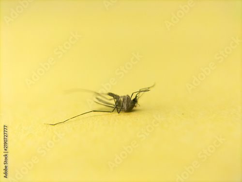 Canvastavla Dead mosquito on a clean yellow background