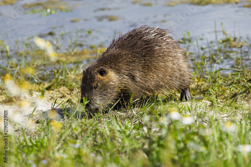 Nutria searching for food among wildflowers on the bank, nutria on the bank, rodent searching for food among flowers, brown fur, blue lake, sunny day, rodent at the pond, Myocastor coypus