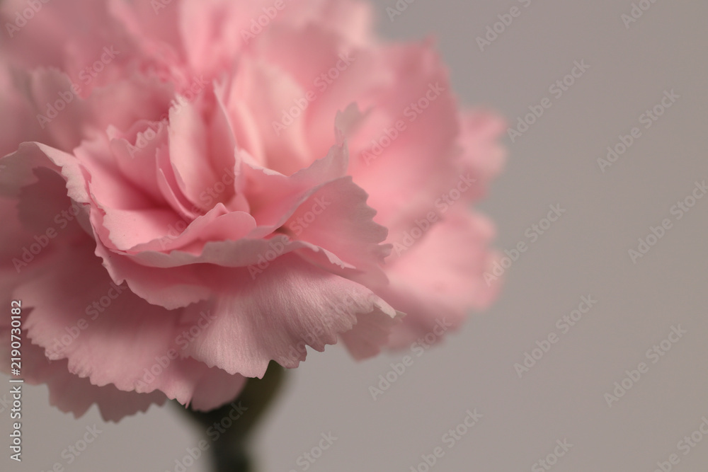 Obraz premium Close-up smoke selected soft focus cream beige pink Carnation Flower bud , leaf, stem. Natural art neutral blur light fog gray background.