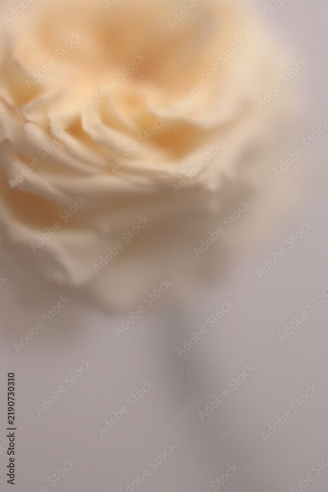 Obraz premium Smoke selected soft focus cream beige white Rose Flower Petals through translucent matte frosted glass. Abstract natural blurred grain light fog background.