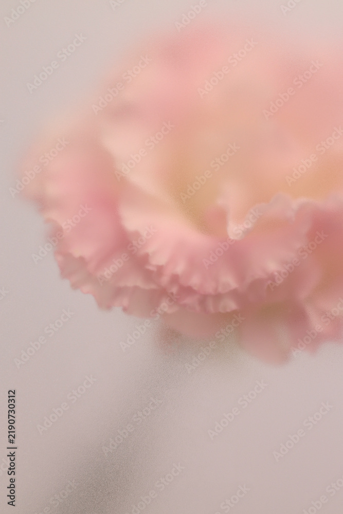 Obraz premium Smoke selected soft focus cream beige white Eustoma. Lisianthus Flower bud Petals through translucent matte frosted glass. Abstract natural blurred grain light fog background.
